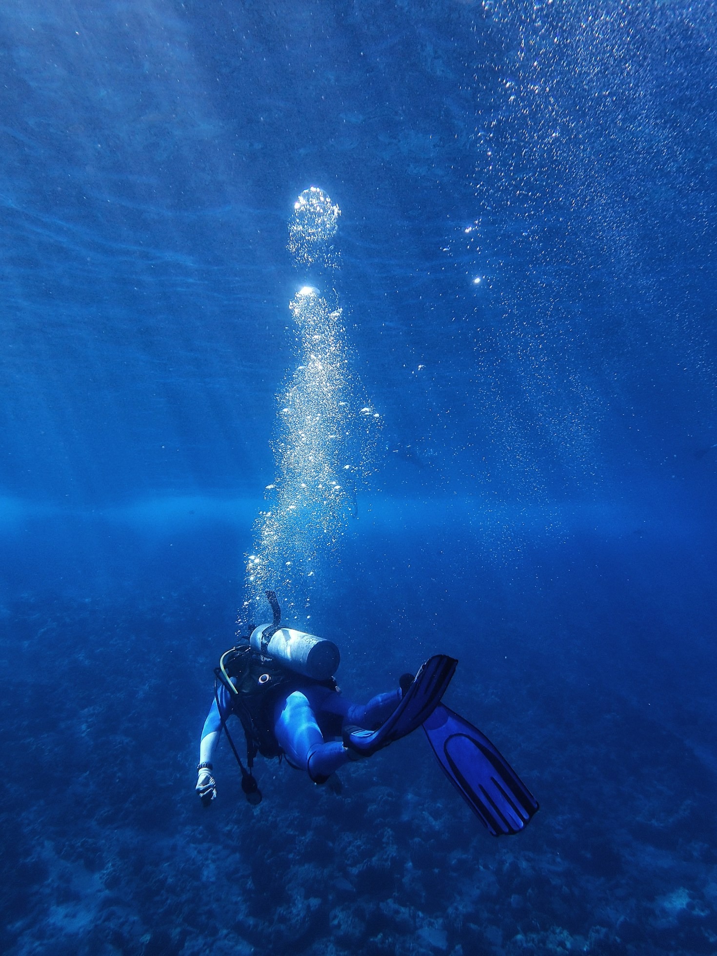 Exploring Marine Biodiversity Through Scuba Diving